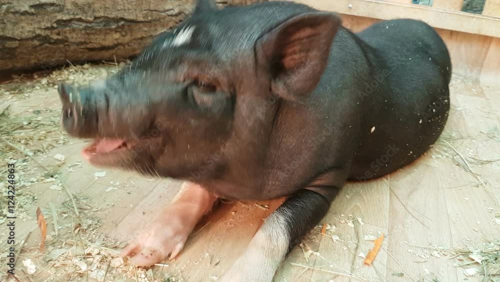 Feeding and communicates with black dwarf pig. Feeding and communicates with black dwarf pig.
