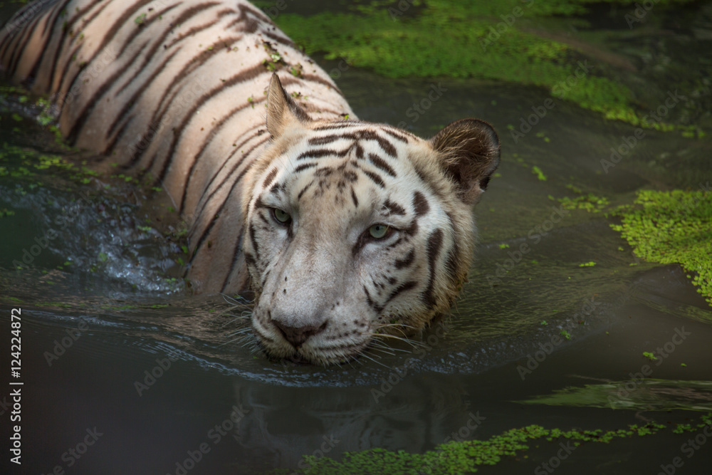 Fototapeta premium White Bengal Tiger half submerged in water