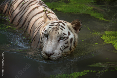 Fototapeta Naklejka Na Ścianę i Meble -  White Bengal Tiger half submerged in water