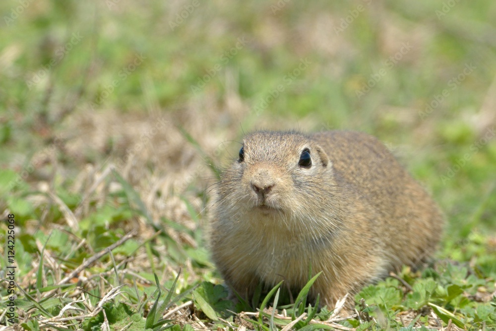European Ground Squirrel in Springtime European Ground Squirrel in Springtime