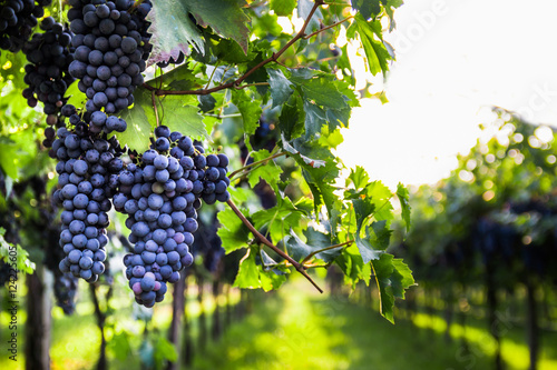 Canvas Print Bunches of ripe grapes before harvest.