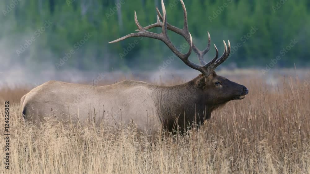 Tracking shot of Bull Elk walking in tall grass Tracking shot of Bull Elk walking in tall grass