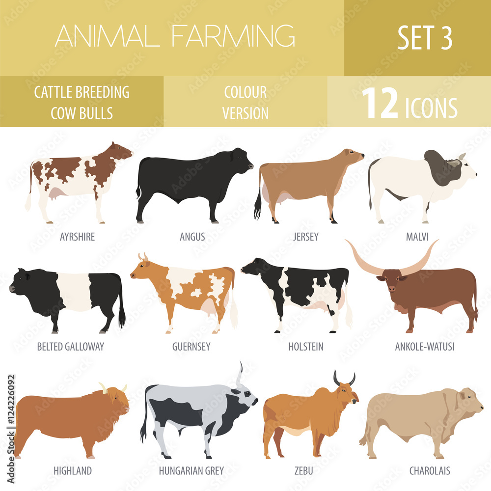 Cattle breeding. Cow, bulls breed icon set. Flat design Cattle breeding. Cow, bulls breed icon set. Flat design