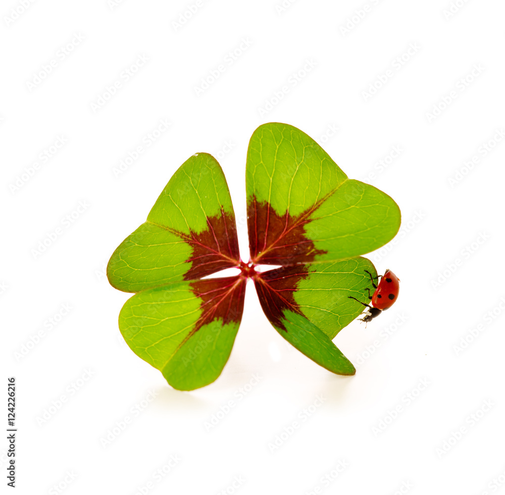 Fototapeta premium Four-leaf clover and ladybug.