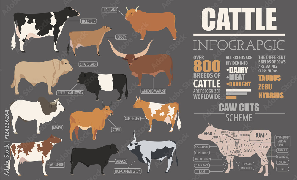 Breeding farm на русском. Dairy Cattle Breeds. Ферма инфографика. Cattle breeding. Шаблон КРС.