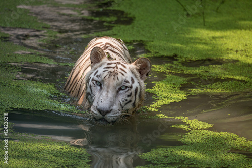 Fototapeta Naklejka Na Ścianę i Meble -  White Bengal Tiger submerged in a swamp