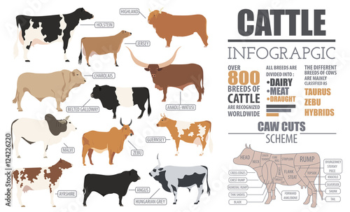 Cattle breeding infographic template. Flat design