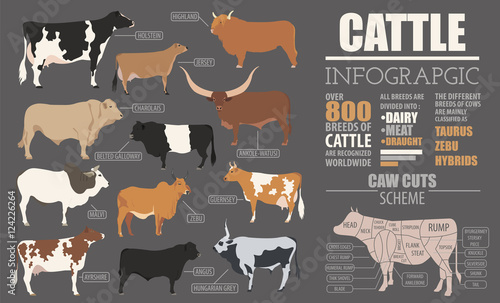 Cattle breeding infographic template. Flat design photo