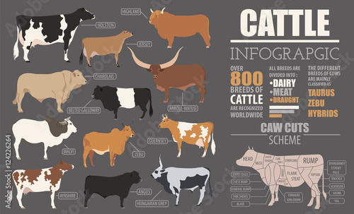 Cattle breeding infographic template. Flat design