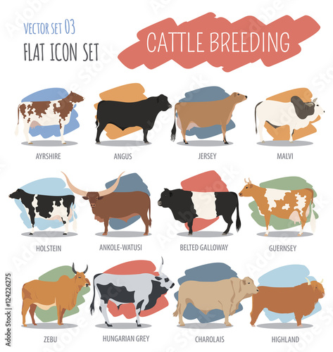 Cattle breeding. Cow, bulls breed icon set. Flat design