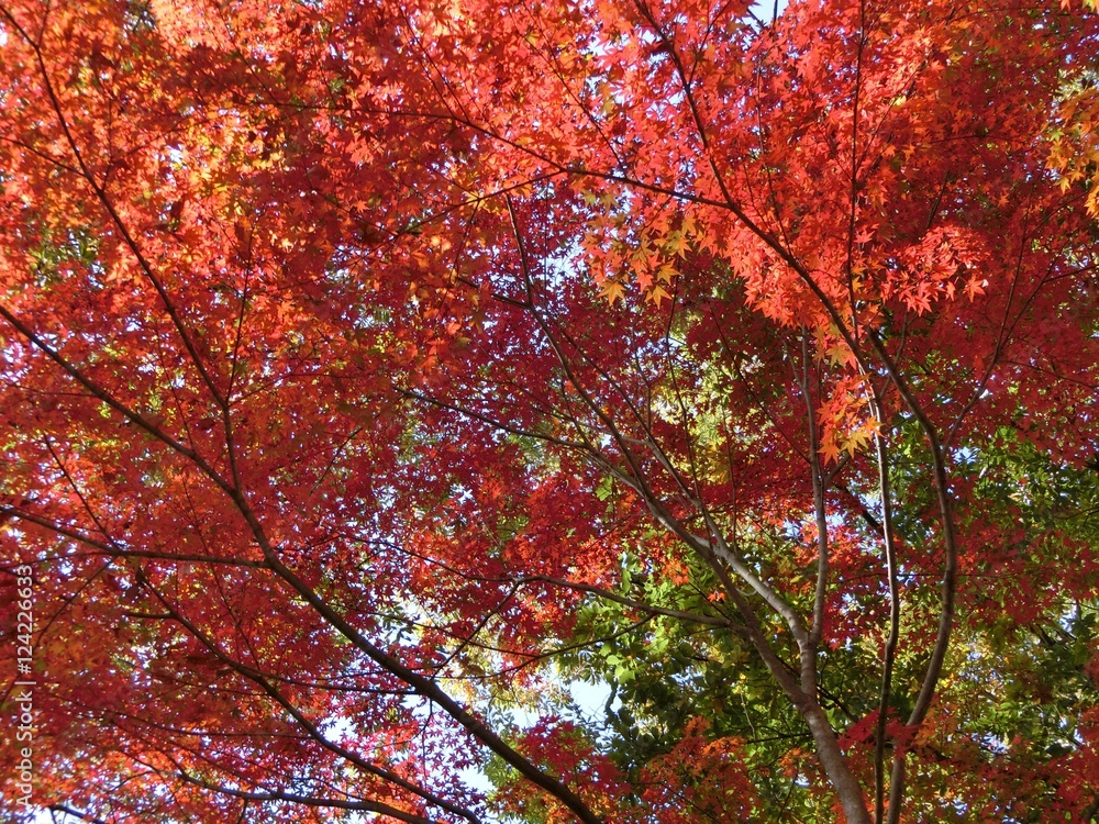 高尾山の紅葉