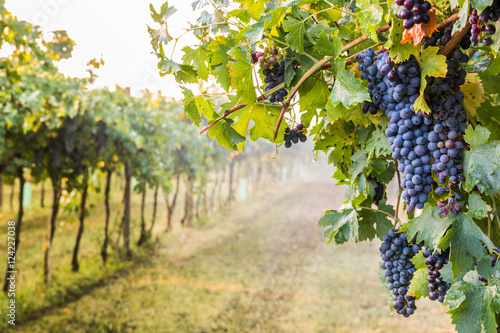 Bunches of ripe grapes before harvest.
