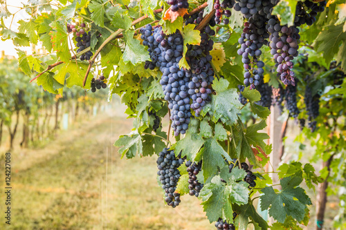 Bunches of ripe grapes before harvest. 