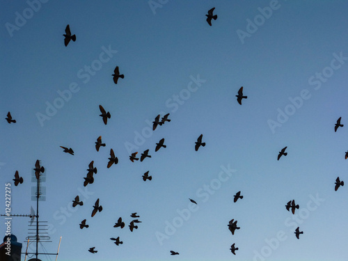 Birds in the blue sky 