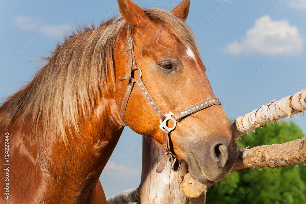 Obraz premium Portrait of beautiful chestnut brown horse
