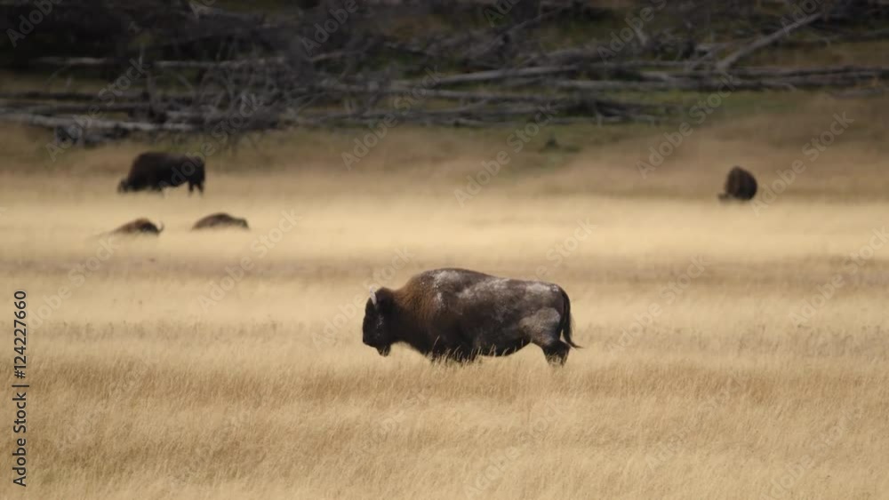 Wide shot of American bison in Yellowstone National Park Wide shot of American bison in Yellowstone National Park