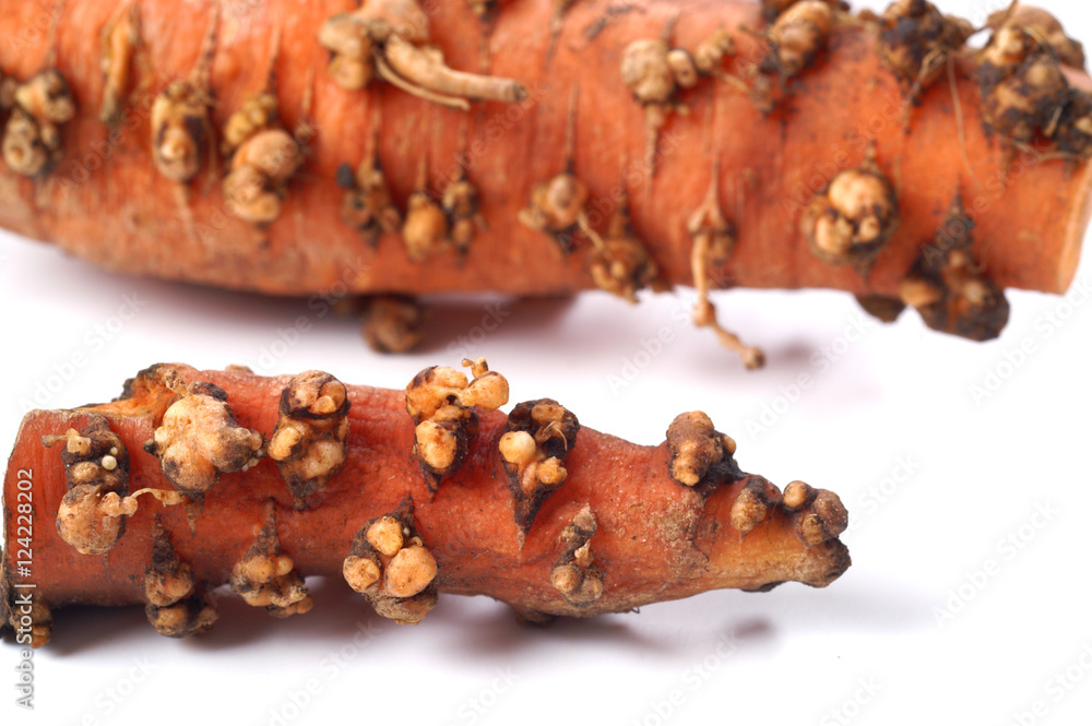 Frustino Con Scacciamosche In Fibra Di Vetro Kerbl - 65 Cm, Manico In PVC, Per Cavalli E Animali - Foto 2