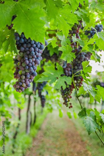 Bunches of ripe grapes before harvest. 