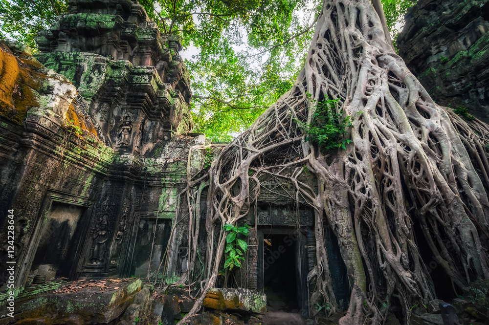 Naklejka premium Ancient Khmer architecture. Ta Prohm temple with giant banyan tree at Angkor Wat complex, Siem Reap, Cambodia