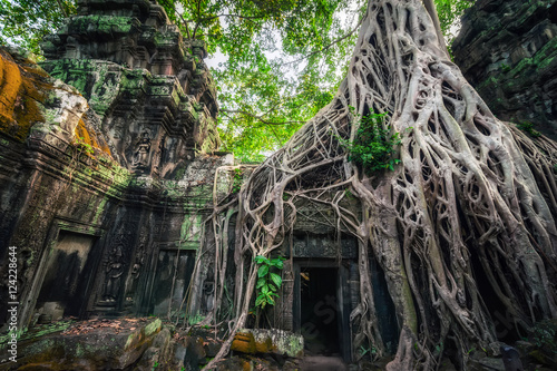 Ancient Khmer architecture. Ta Prohm temple with giant banyan tree at Angkor Wat complex, Siem Reap, Cambodia photo