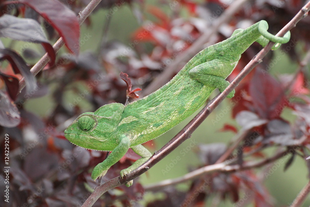A chameleon in a botanic garden