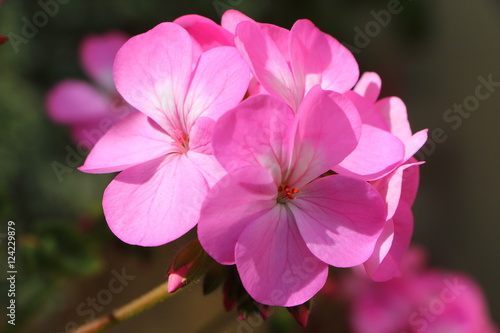 Fleur de géranium