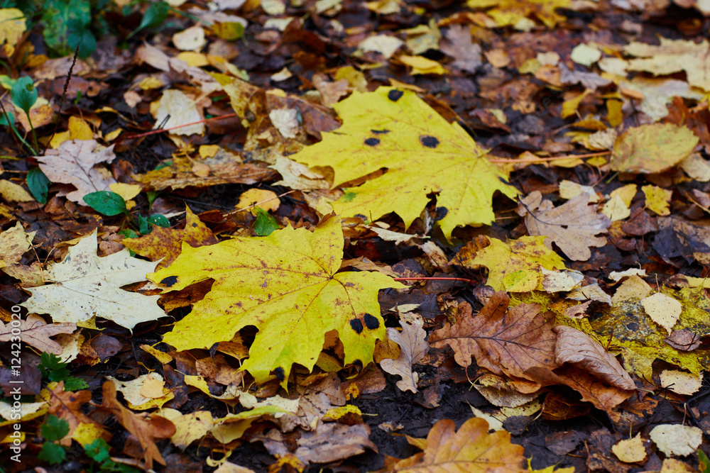 colorfull falling leaves in autumn colorfull falling leaves in autumn