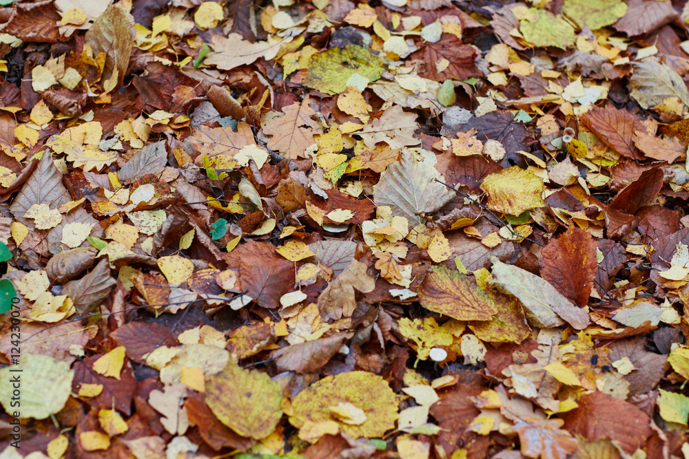 Obraz premium colorfull falling leaves in autumn
