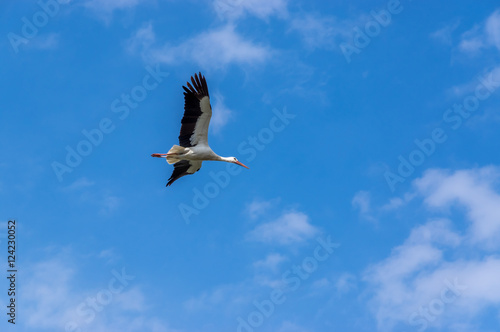 Flying Stork 2
