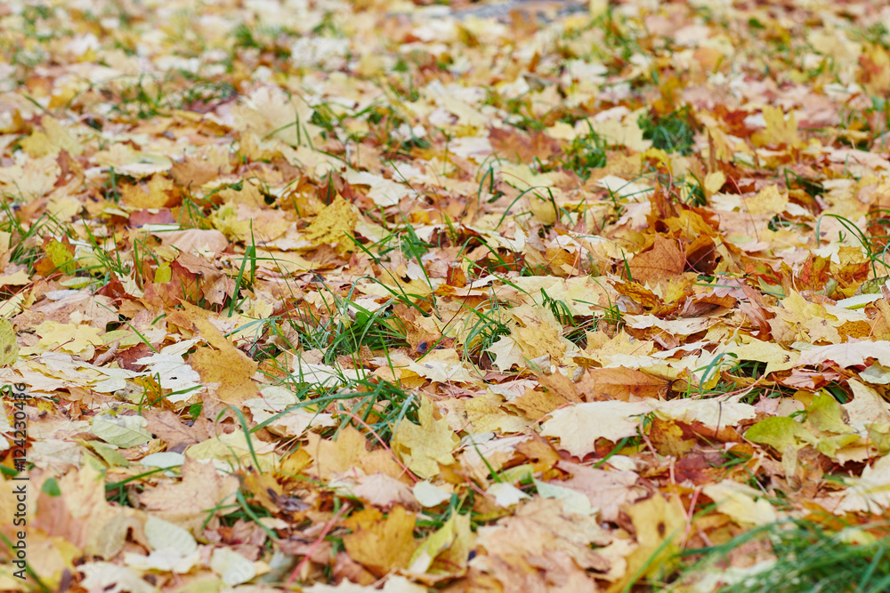 colorfull falling leaves in autumn colorfull falling leaves in autumn