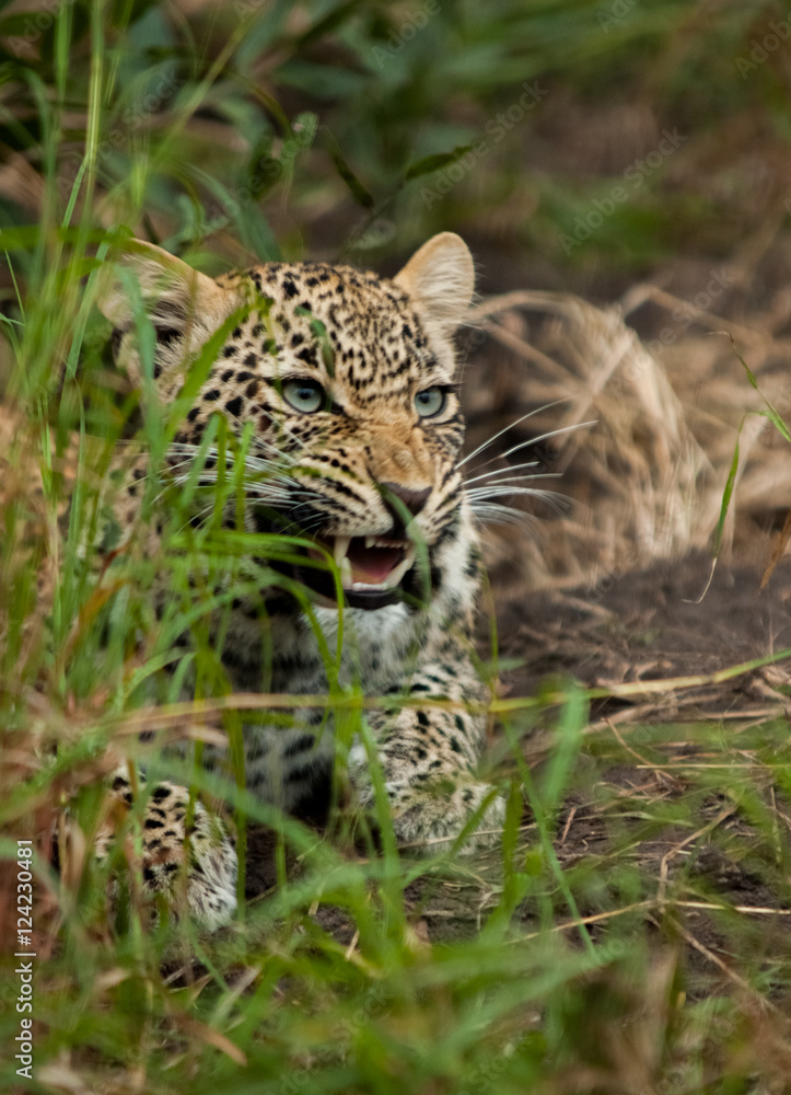 Obraz premium Displeasure, Sabi Sands Game Reserve, South Africa