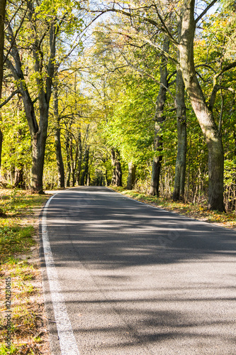 Avenue of trees in autumn. Beautiful road. Background. Sunlight. Nature. Poland.   © photomario1