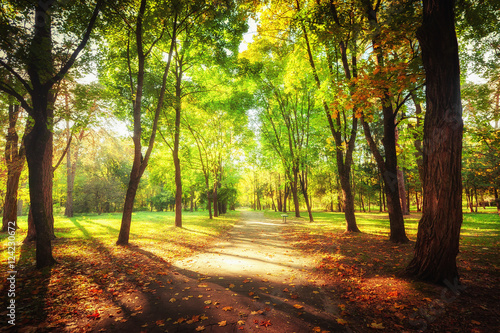 Sunny day in outdoor park with colorful autumn trees and pathway. Amazing bright colors of autumn nature landscape