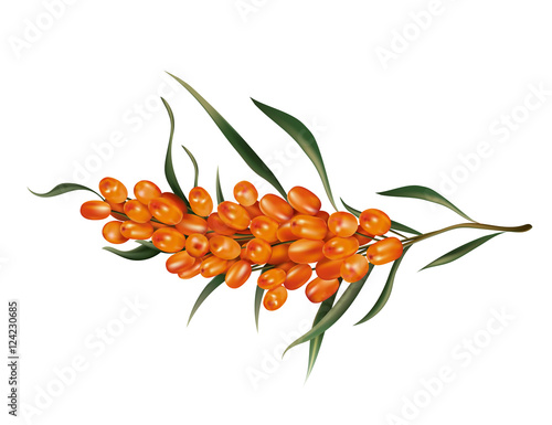 Realistic sea buckthorn vector illustration. healthy food isolated on white background.