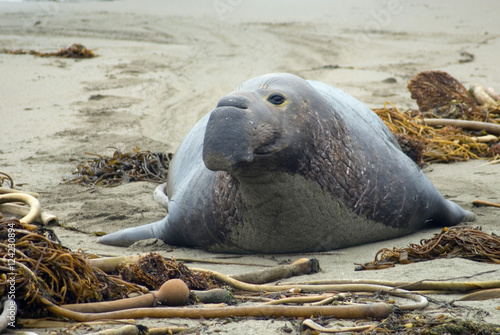 Fotografi large elephant seal