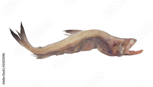 Bombay duck fish isolated on white background, Harpadon nehereus photo