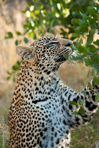 Enchanted by a scent  Sabi Sands Game Reserve  South Africa