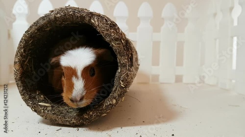 Guinea pigs happily playing an edible pipe.