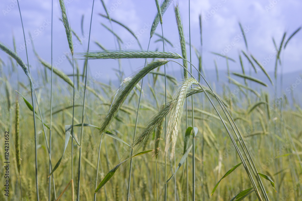 Green wheat field in summer in Almaty, Kazakhstan Green wheat field in summer in Almaty, Kazakhstan