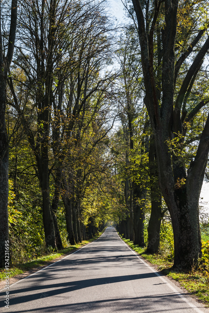 Avenue of trees in autumn. Beautiful road. Background. Sunlight. Nature. Poland.
Avenue of trees in autumn. Beautiful road. Background. Sunlight. Nature. Poland.