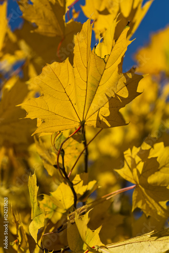 желтые кленовые листья осенью 