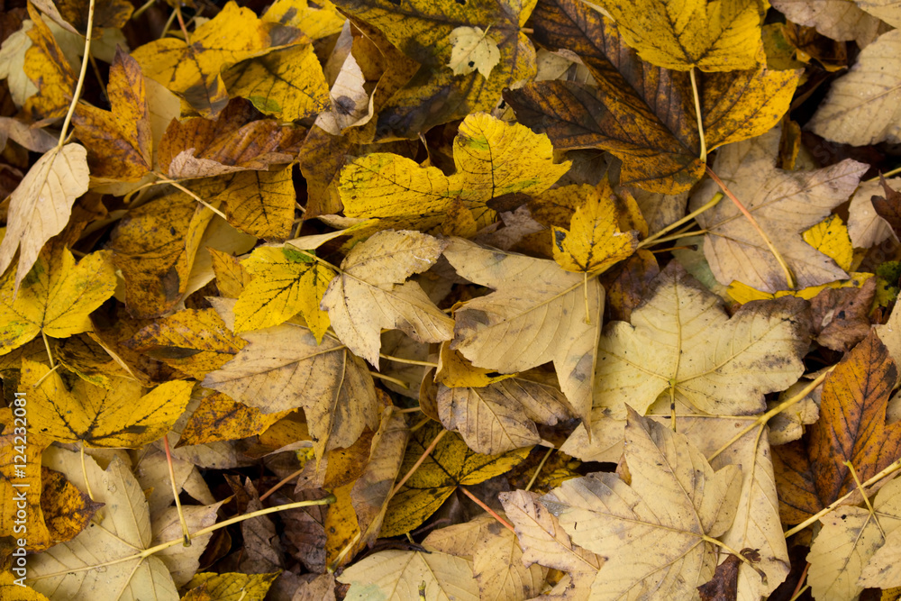 Obraz premium Background with autumn leaves.