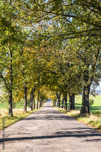 Fototapeta Naklejka Na Ścianę i Meble -  Avenue of trees in autumn. Beautiful road. Background. Sunlight. Nature. Poland.
