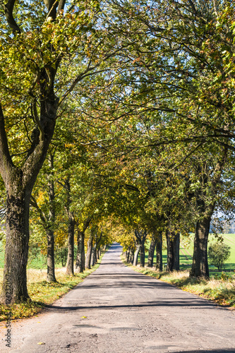 Fototapeta Naklejka Na Ścianę i Meble -  Avenue of trees in autumn. Beautiful road. Background. Sunlight. Nature. Poland.
