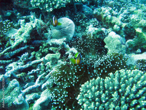 Clown Fish photo