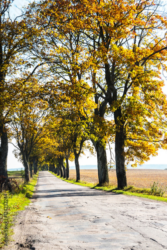 Avenue of trees in autumn. Beautiful road. Background. Sunlight. Nature. Poland. 