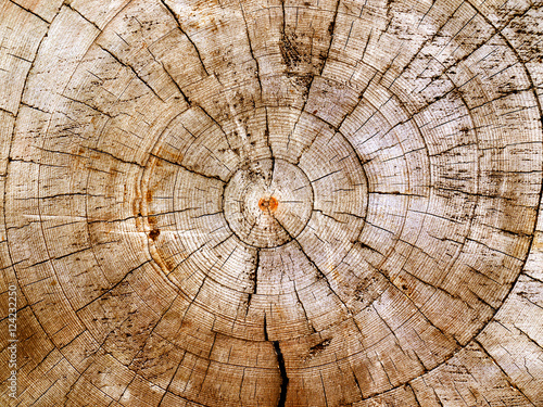 Excised acacia and tree rings as an abstract background