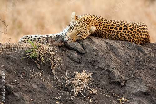 Resting leopard  Sabi Sands Game Reserve  South Africa