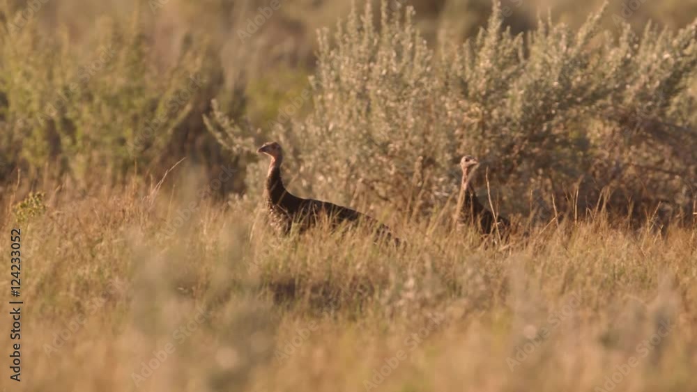 Tracking shot of wild turkeys walking in field Tracking shot of wild turkeys walking in field