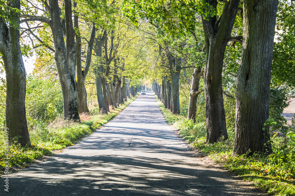 Avenue of trees in autumn. Beautiful road. Background. Sunlight. Nature. Poland.
Avenue of trees in autumn. Beautiful road. Background. Sunlight. Nature. Poland.